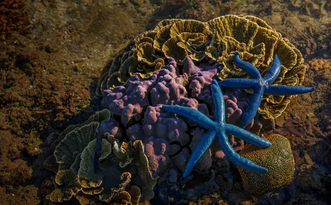 خلفية الشعاب المرجانية بدقة 4K · ocean · 3840×2383