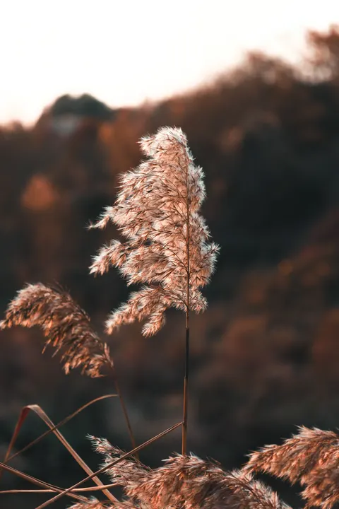 Golden Hour Sfondo per Telefono · aesthetic · 1440×2160