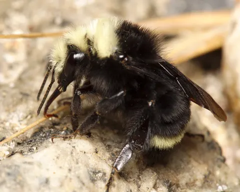 File:Bombus vosnesenskii Sequoia National Forest 2016-06-28  4K Wallpaper · nature · 3840×3073