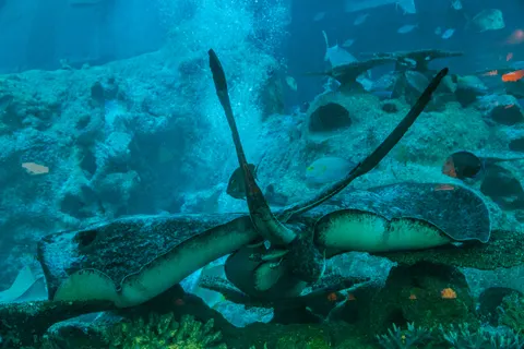 خلفية الشعاب المرجانية بدقة 4K · ocean · 3840×2560