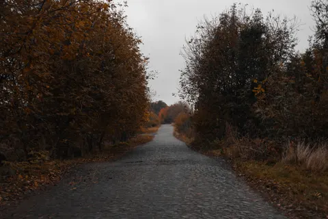 Sfondo Foresta Autunnale 4K · nature · 3840×2560