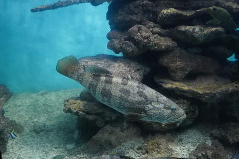 خلفية الشعاب المرجانية بدقة 4K · ocean · 3840×2560