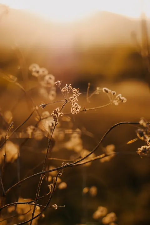 Fond d'écran mobile Heure Dorée · aesthetic · 1440×2160
