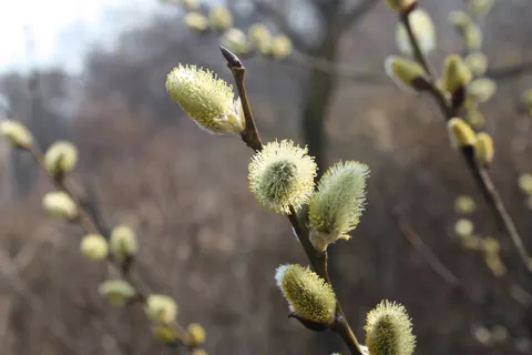 Salix pierotii – flower 4K Wallpaper · flowers · 3840×2560