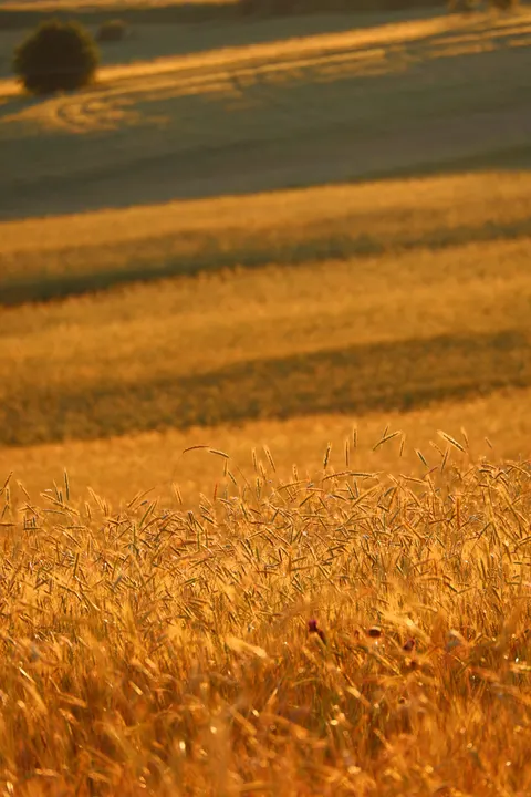 Goldene Stunde Handy-Hintergrundbild · aesthetic · 1440×2160