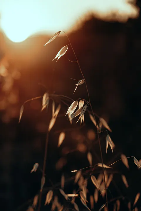 ゴールデンアワー スマホ壁紙 · aesthetic · 1440×2160
