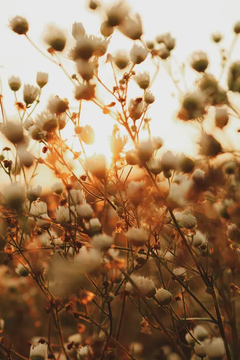 Golden Hour Sfondo per Telefono · aesthetic · 1440×2160