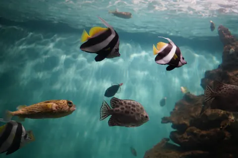 خلفية الشعاب المرجانية بدقة 4K · ocean · 3840×2560