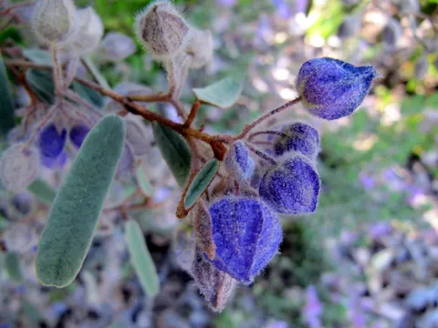 Blue flowers in Perth 4K Wallpaper · flowers · 3840×2880