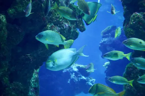 珊瑚礁 4K桌布 · ocean · 3840×2560