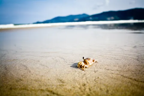 Small crab on sand beach (Unsplash) 4K Wallpaper · ocean · 3840×2560