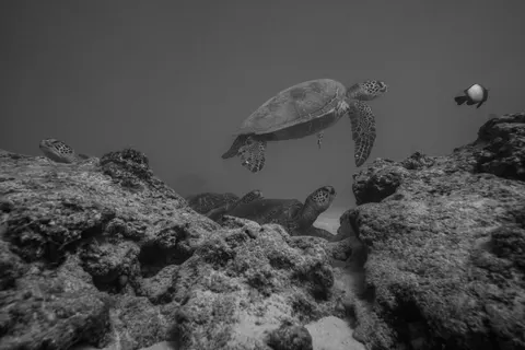 خلفية الشعاب المرجانية بدقة 4K · ocean · 3840×2560