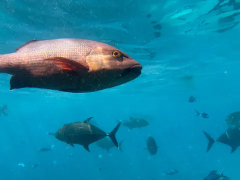 मूंगा चट्टान 4K वॉलपेपर · ocean · 3840×2880
