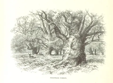 Book Illustration of Needwood Forest 4K Wallpaper · nature · 3840×2847