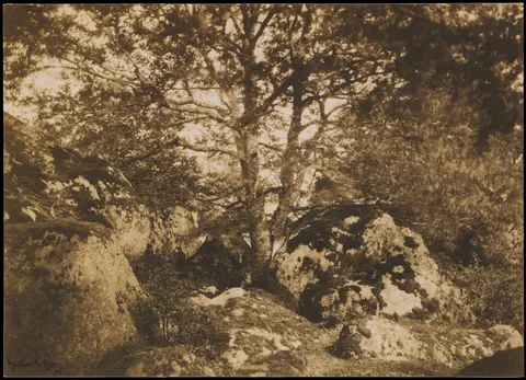 <div class='fn'> [Oak Tree and Rocks, Forest of Fontaineblea 4K Wallpaper · nature · 3840×2774