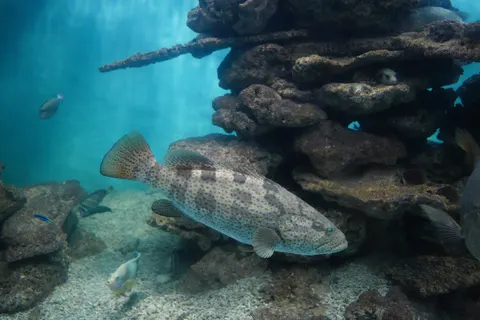 Wallpaper Terumbu Karang 4K · ocean · 3840×2560