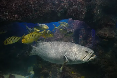 Обои Коралловый риф 4K · ocean · 3840×2560