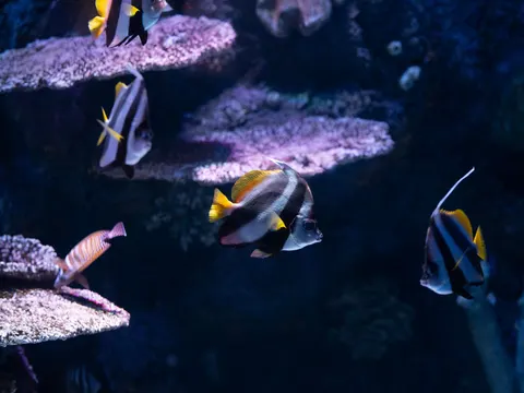 मूंगा चट्टान 4K वॉलपेपर · ocean · 3840×2880