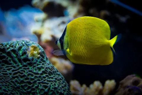 Обои Коралловый риф 4K · ocean · 3840×2560