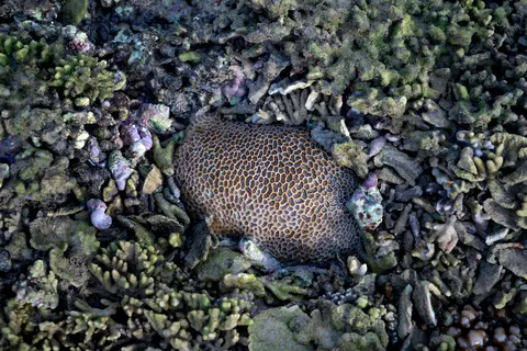 خلفية الشعاب المرجانية بدقة 4K · ocean · 3840×2561