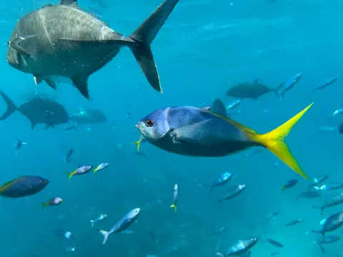 मूंगा चट्टान 4K वॉलपेपर · ocean · 3840×2880