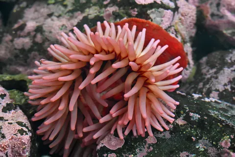 珊瑚礁 4K桌布 · ocean · 3840×2560