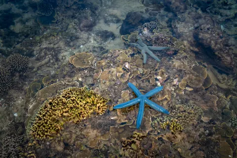 خلفية الشعاب المرجانية بدقة 4K · ocean · 3840×2561