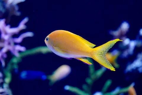 Обои Коралловый риф 4K · ocean · 3840×2560