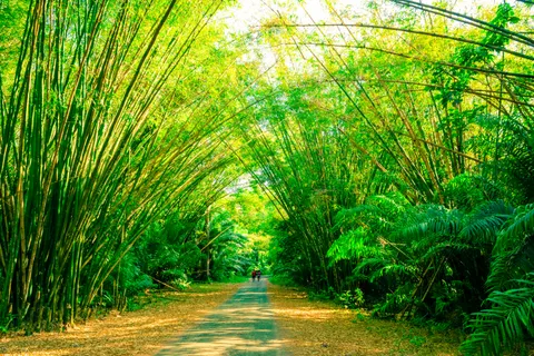 Bamboo Forest 4K Wallpaper · nature · 3840×2560