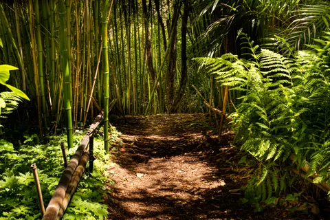 Bamboo Forest 4K Wallpaper · nature · 3840×2560