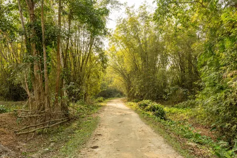 Bamboo Forest 4K Wallpaper · nature · 3840×2560