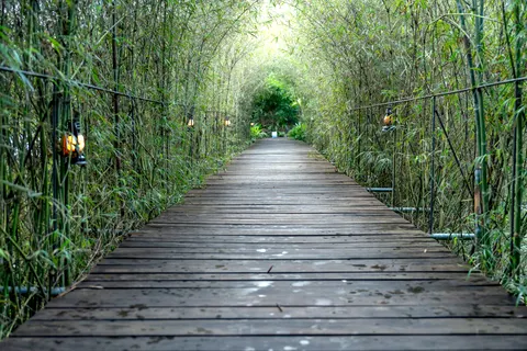 Bamboo Forest 4K Wallpaper · nature · 3840×2560
