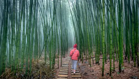 Bamboo Forest 4K Wallpaper · nature · 3840×2182