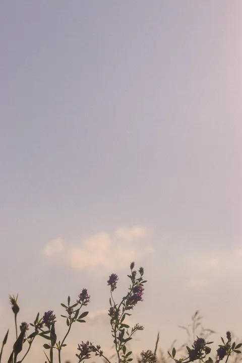 柔光绽放 手机壁纸 · aesthetic · 1440×2160