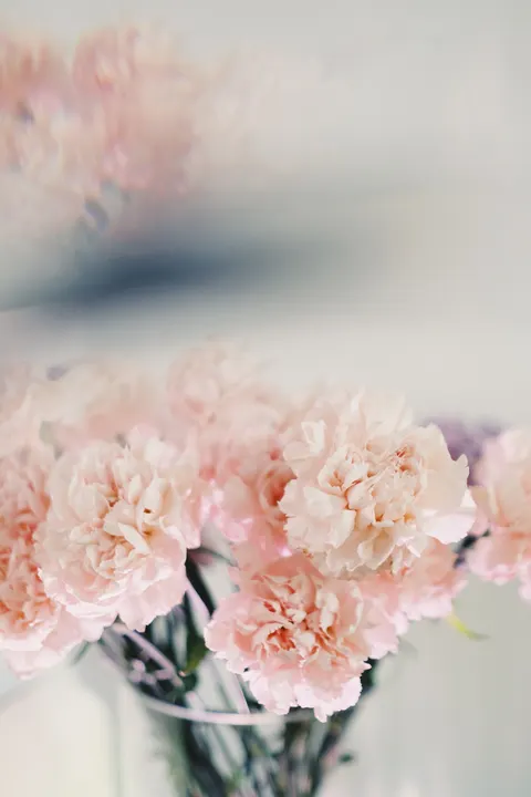 柔光绽放 手机壁纸 · aesthetic · 1440×2160