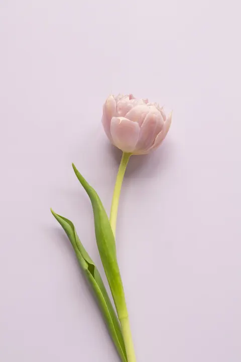 Bloom Lembut Wallpaper HP · aesthetic · 1440×2160