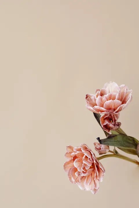 Miękka poświata Tapeta na Telefon · aesthetic · 1440×2160