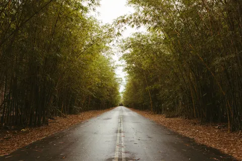 Bamboo Forest 4K Wallpaper · nature · 3840×2561