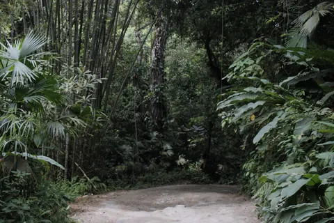 Bamboo Forest 4K Wallpaper · nature · 3840×2560