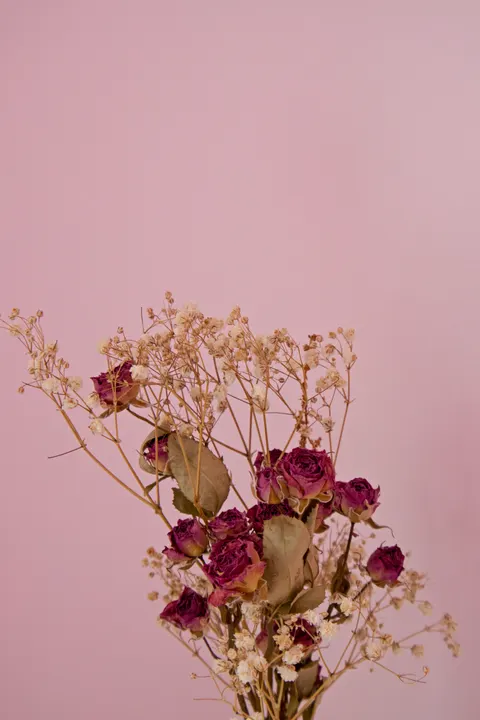 Мягкое цветение обои для телефона · aesthetic · 1440×2160