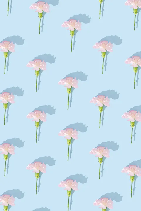 شکوفایی نرم والپیپر موبایل · aesthetic · 1440×2160