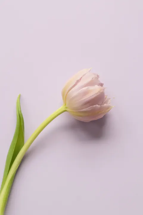 Soft Bloom Phone Wallpaper · aesthetic · 1440×2160