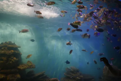 Обои Коралловый риф 4K · ocean · 3840×2560