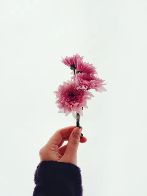 Мягкое цветение обои для телефона · aesthetic · 1440×1920