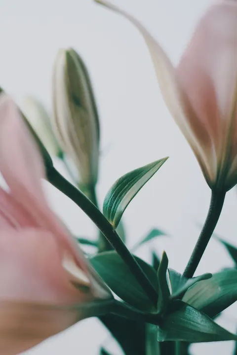 Hoa Nở Dịu Dàng Hình Nền Điện Thoại · aesthetic · 1440×2160