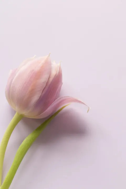 Yumuşak Parlama Telefon Duvar Kağıdı · aesthetic · 1440×2160