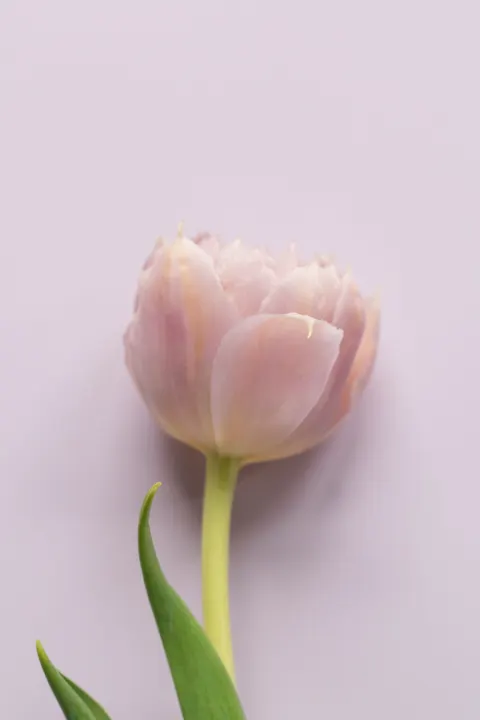 सॉफ्ट ब्लूम मोबाइल वॉलपेपर · aesthetic · 1440×2160