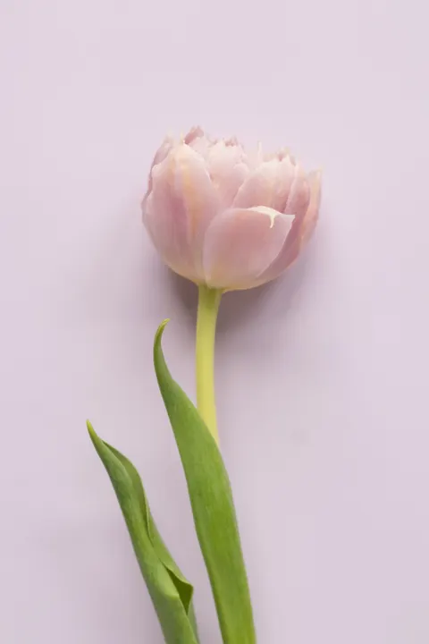 Sanftes Leuchten Handy-Hintergrundbild · aesthetic · 1440×2160