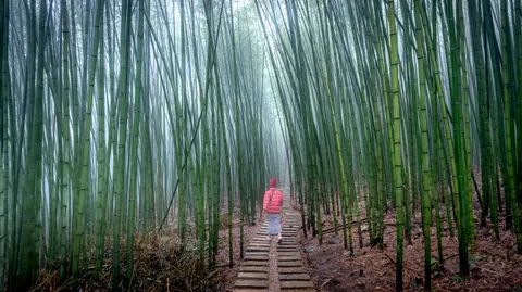 Bamboo Forest 4K Wallpaper · nature · 3840×2156