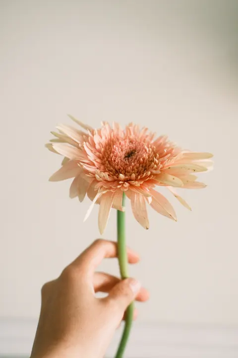 Hoa Nở Dịu Dàng Hình Nền Điện Thoại · aesthetic · 1440×2160
